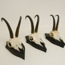 3 Stück Gamsgeweihe Gemse Geweihe auf Trophäenschilder SL max. 20,8 cm 47.175