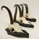 3 Stück Gamsgeweihe Gemse Geweihe auf Trophäenschilder SL max. 20,8 cm 47.175