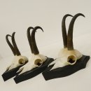 3 Stück Gamsgeweihe Gemse Geweihe auf Trophäenschilder SL max. 20,8 cm 47.175