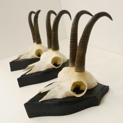 3 Stück Gamsgeweihe Gemse Geweihe auf Trophäenschilder SL max. 20,8 cm 47.175