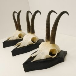 3 Stück Gamsgeweihe Gemse Geweihe auf Trophäenschilder SL max. 20,8 cm 47.175