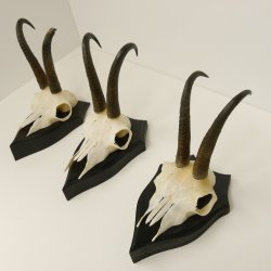 3 Stück Gamsgeweihe Gemse Geweihe auf Trophäenschilder SL max. 20,8 cm 47.175