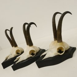 3 Stück Gamsgeweihe Gemse Geweihe auf Trophäenschilder SL max. 20,8 cm 47.175