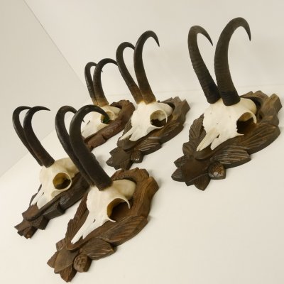 5 Stück Gamsgeweihe Gemse Geweihe auf Trophäenschilder SL max. 22 cm 47.176