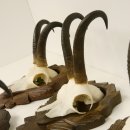 5 Stück Gamsgeweihe Gemse Geweihe auf Trophäenschilder SL max. 22 cm 47.176