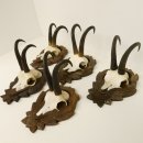 5 Stück Gamsgeweihe Gemse Geweihe auf Trophäenschilder SL max. 22 cm 47.176