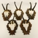 5 Stück Gamsgeweihe Gemse Geweihe auf Trophäenschilder SL max. 22 cm 47.176