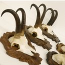 5 Stück Gamsgeweihe Gemse Geweihe auf Trophäenschilder SL max. 22 cm 47.176