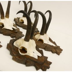 5 Stück Gamsgeweihe Gemse Geweihe auf Trophäenschilder SL max. 22 cm 47.176