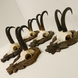 5 Stück Gamsgeweihe Gemse Geweihe auf Trophäenschilder SL max. 22 cm 47.176