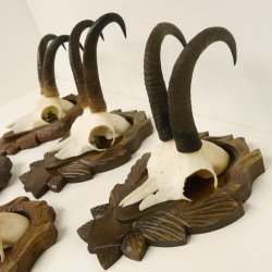 5 Stück Gamsgeweihe Gemse Geweihe auf Trophäenschilder SL max. 22 cm 47.176