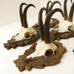 5 Stück Gamsgeweihe Gemse Geweihe auf Trophäenschilder SL max. 22 cm 47.176