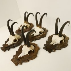 5 Stück Gamsgeweihe Gemse Geweihe auf Trophäenschilder SL max. 22 cm 47.176