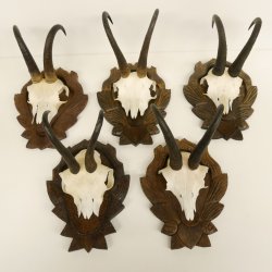 5 Stück Gamsgeweihe Gemse Geweihe auf Trophäenschilder SL max. 22 cm 47.176