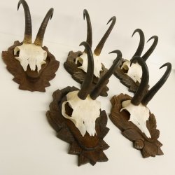 5 Stück Gamsgeweihe Gemse Geweihe auf Trophäenschilder SL max. 22 cm 47.176