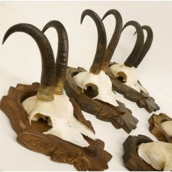 5 Stück Gamsgeweihe Gemse Geweihe auf Trophäenschilder SL max. 22 cm 47.176