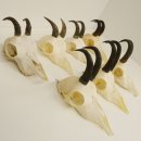 7 Stück Gamsgeweihe Gemse Geweihe Schlauchlänge max. 14,3 cm 47.180