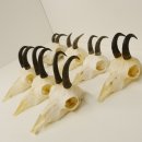 7 Stück Gamsgeweihe Gemse Geweihe Schlauchlänge max. 14,3 cm 47.180