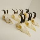 7 Stück Gamsgeweihe Gemse Geweihe Schlauchlänge max. 14,3 cm 47.180