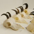 7 Stück Gamsgeweihe Gemse Geweihe Schlauchlänge max. 14,3 cm 47.180