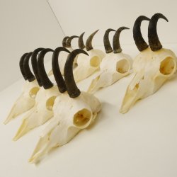 7 Stück Gamsgeweihe Gemse Geweihe Schlauchlänge max. 14,3 cm 47.180