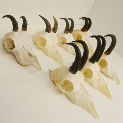 7 Stück Gamsgeweihe Gemse Geweihe Schlauchlänge max. 14,3 cm 47.180
