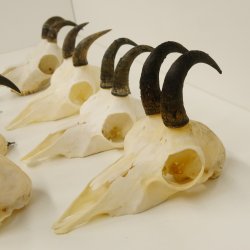 7 Stück Gamsgeweihe Gemse Geweihe Schlauchlänge max. 14,3 cm 47.180
