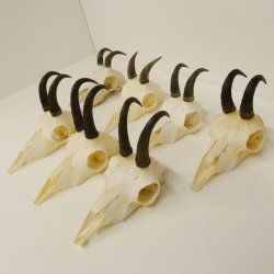 7 Stück Gamsgeweihe Gemse Geweihe Schlauchlänge max. 14,3 cm 47.180