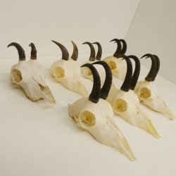 7 Stück Gamsgeweihe Gemse Geweihe Schlauchlänge max. 14,3 cm 47.180