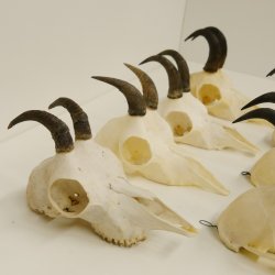 7 Stück Gamsgeweihe Gemse Geweihe Schlauchlänge max. 14,3 cm 47.180