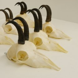 7 Stück Gamsgeweihe Gemse Geweihe Schlauchlänge max. 14,3 cm 47.180