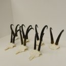 7 Stück Gamsgeweihe Gemse Geweihe Schlauchlänge max. 23,8 cm 47.181