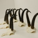 7 Stück Gamsgeweihe Gemse Geweihe Schlauchlänge max. 23,8 cm 47.181