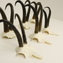 7 Stück Gamsgeweihe Gemse Geweihe Schlauchlänge max. 23,8 cm 47.181