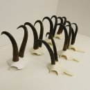 7 Stück Gamsgeweihe Gemse Geweihe Schlauchlänge max. 23,8 cm 47.181