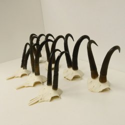 7 Stück Gamsgeweihe Gemse Geweihe Schlauchlänge max. 23,8 cm 47.181
