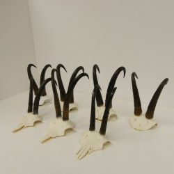 7 Stück Gamsgeweihe Gemse Geweihe Schlauchlänge max. 23,8 cm 47.181