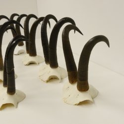 7 Stück Gamsgeweihe Gemse Geweihe Schlauchlänge max. 23,8 cm 47.181