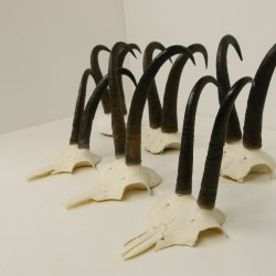 7 Stück Gamsgeweihe Gemse Geweihe Schlauchlänge max. 23,8 cm 47.181
