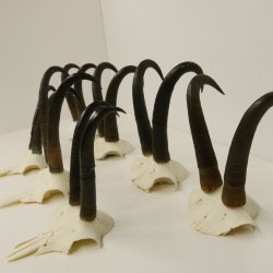 7 Stück Gamsgeweihe Gemse Geweihe Schlauchlänge max. 23,8 cm 47.181