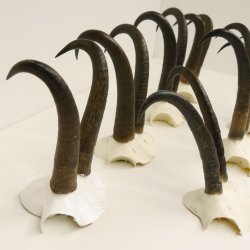 7 Stück Gamsgeweihe Gemse Geweihe Schlauchlänge max. 23,8 cm 47.181