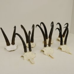 7 Stück Gamsgeweihe Gemse Geweihe Schlauchlänge max. 23,8 cm 47.181
