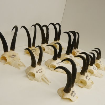 12 Stück Gamsgeweihe Gemse Geweihe Schlauchlänge max. 22,2 cm 47.182