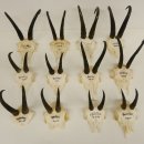 12 Stück Gamsgeweihe Gemse Geweihe Schlauchlänge max. 22,2 cm 47.182
