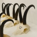 12 Stück Gamsgeweihe Gemse Geweihe Schlauchlänge max. 22,2 cm 47.182