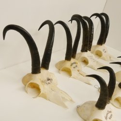 12 Stück Gamsgeweihe Gemse Geweihe Schlauchlänge max. 22,2 cm 47.182