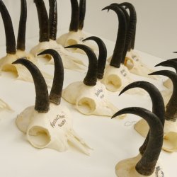 12 Stück Gamsgeweihe Gemse Geweihe Schlauchlänge max. 22,2 cm 47.182