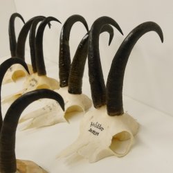 12 Stück Gamsgeweihe Gemse Geweihe Schlauchlänge max. 22,2 cm 47.182