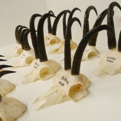12 Stück Gamsgeweihe Gemse Geweihe Schlauchlänge max. 22,2 cm 47.182