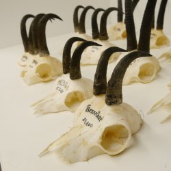 12 Stück Gamsgeweihe Gemse Geweihe Schlauchlänge max. 22,2 cm 47.182